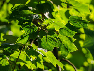 Fresh green plane tree leaves in detail on a sunny day.
