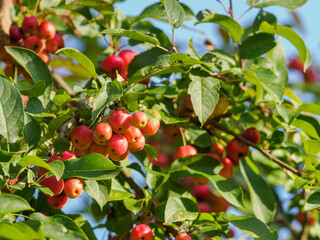 Small red inedible apples on a branch.
