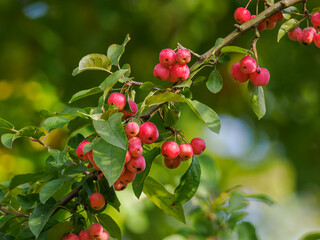 Small red inedible apples on a branch.
