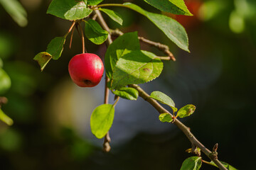 Small red inedible apples on a branch.

