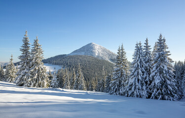 Winter mountain. Forest tree in the snowdrifts. Snowy background photography on sunny day. Lawn covered with snow. Nature scenery. Location place the Carpathian, Ukraine, Europe.