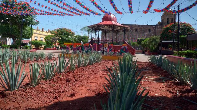Blue agave plants growing in tequila jalisco main square