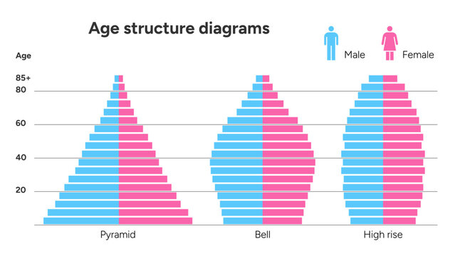 A demographic infographic showing population age structure in pyramid, bell, and high-rise shape with male and female side comparison