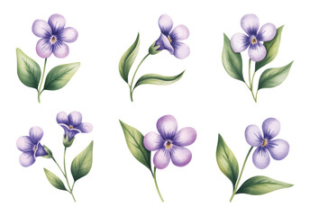 Elegant watercolor violet floral illustration in pastel tones. Watercolor violet flower set with green leaves.