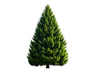 A tall green conical evergreen tree isolated on transparent background