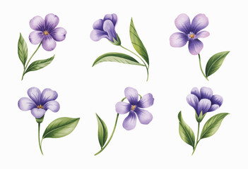 Elegant watercolor violet floral illustration in pastel tones. Watercolor violet flower set with green leaves.
