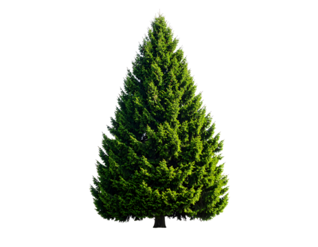 A tall green conical evergreen tree isolated on transparent background
