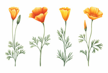California poppy watercolor botanical illustration. Poppy blossom isolated on white background.