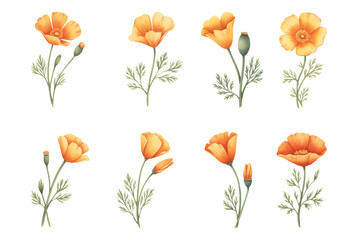 California poppy watercolor botanical illustration. Poppy blossom isolated on white background.