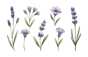Lavender and lilac watercolor floral. Wild meadow blooms in lilac hues.