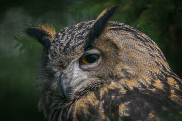 Eurasian eagle-owl in conifer needles, head close-up.
