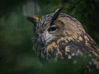 Eurasian eagle-owl in conifer needles, head close-up.
