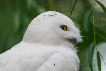 Snowy owl head close-up with green background.
