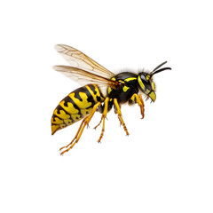 A common wasp a yellow and black stinging insect isolated on transparent or white background. PNG