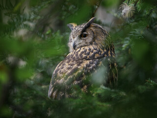 Eurasian eagle-owl near green conifer needles on a tree.
