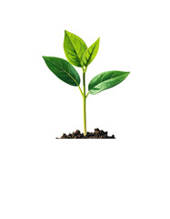 Young green plant growing from soil isolated on transparent background