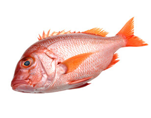 Fresh red snapper fish isolated on transparent background