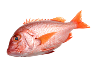 Fresh red snapper fish isolated on transparent background