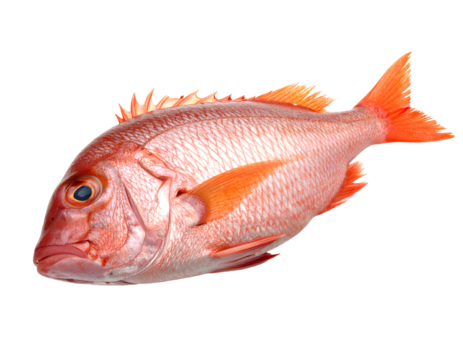 Fresh red snapper fish isolated on transparent background