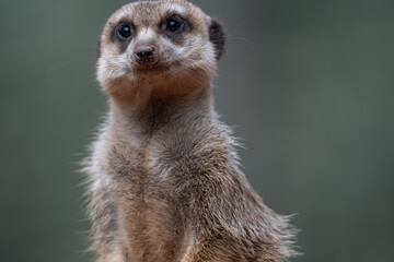 Alert Meerkat Portrait on Lookout