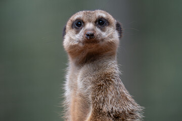 Alert Meerkat Portrait on Lookout