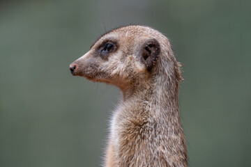 Fototapeta premium Alert Meerkat Portrait on Lookout