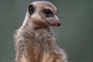 Fototapeta premium Alert Meerkat Portrait on Lookout