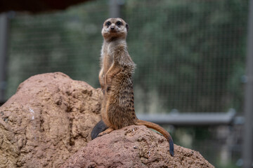 Vigilant Meerkat Sentry on Rocky Perch