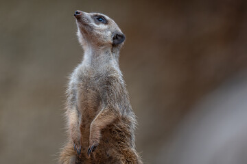Curious Meerkat Sentry on Lookout