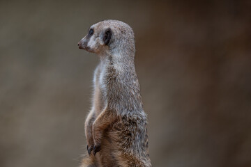 Curious Meerkat Sentry on Lookout