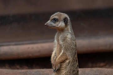 Curious Meerkat Sentry on Lookout