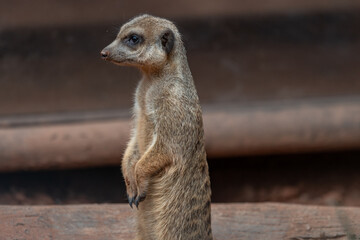 Curious Meerkat Sentry on Lookout