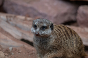 Fototapeta premium Curious Meerkat Close-up on Rocky Ground