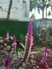 pink and white flower