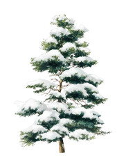 Fototapeta premium PNG Snow-covered evergreen tree illustration.