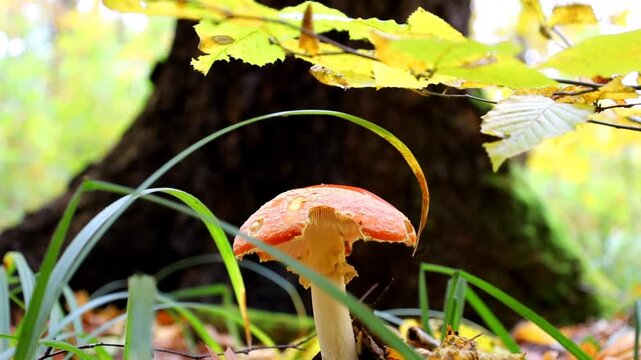 A vivid red fly agaric mushroom stands out amidst a golden carpet of fallen autumn leaves and lush green grass. The fungus grows near the base of a mighty tree trunk, creating a picturesque forest sce