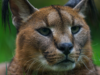Close-up of a caracal's head lying in the grass.
