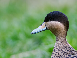 Close-up of a blue-billed teal head with a green background.
