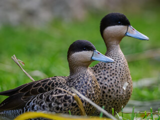 Close-up of a blue-billed teal head with a green background.
