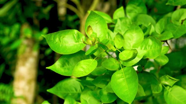 Bael tree leaves moving in the wind. 