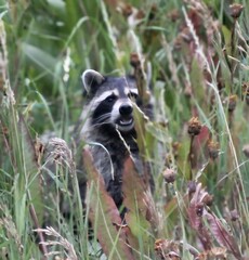 raccoon on a tree © Benjamin