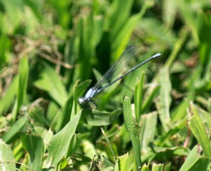 dragonfly on the grass