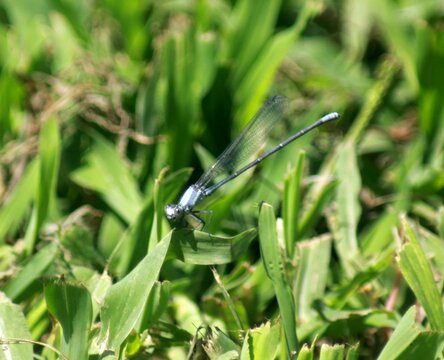 dragonfly on the grass - Powered by Adobe