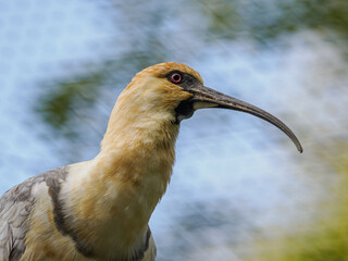 Grey-winged ibis in captivity with trees in the background.
