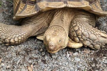 A close-up view of a large African spurred tortoise (Geochelone sulcata) with its head and scaly legs extended over a ground of small gravel.