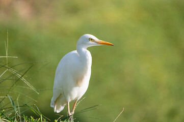 Ardea alba in its natural habitat. 