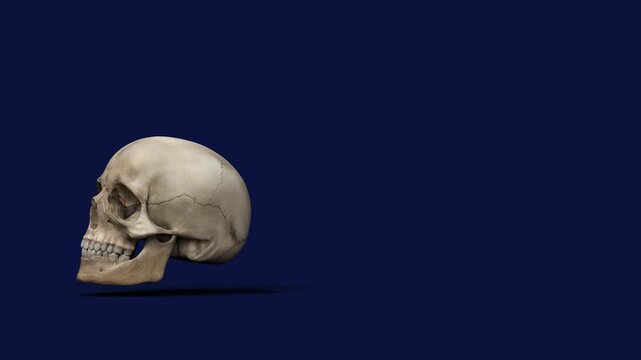 un cr&acirc;ne humain qui tourne sur lui-m&ecirc;me - arri&egrave;re-plan personnalisable, canal alpha s&eacute;par&eacute; - rendu 3D