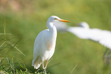 Ardea alba in its natural habitat. 