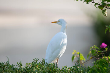 Ardea alba in its natural habitat. 