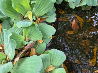 Highangle View Green Water
